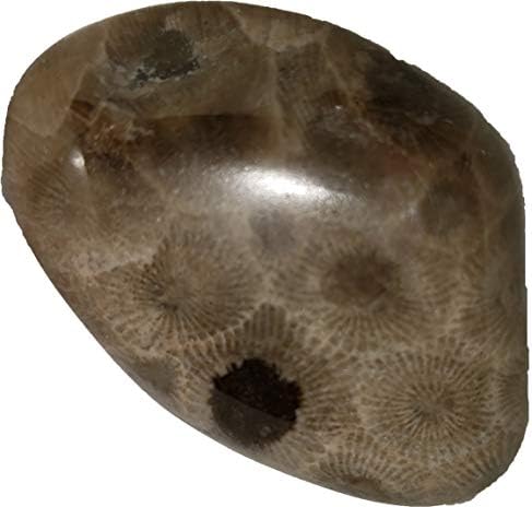Authentic Petoskey Stone Collection from Michigan