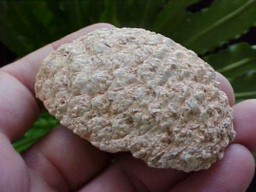 ZS0207 Gemquartz Petrified Half Pine Stone From Argentina