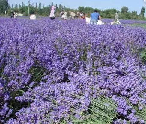 Natural Dried Lavender Buds 100g for Candles and Sachets