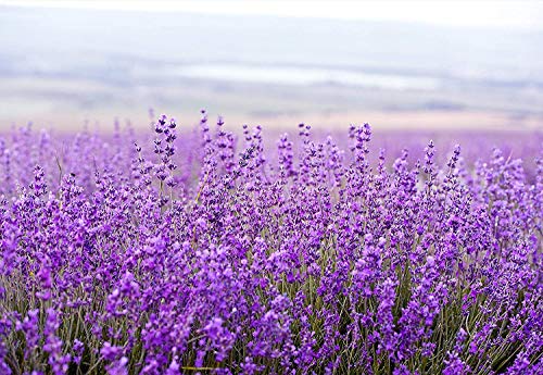 Pre de Provence Maison French Lavender Sachets 150 Grams
