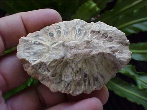 ZS0207 Gemquartz Petrified Half Pine Stone From Argentina