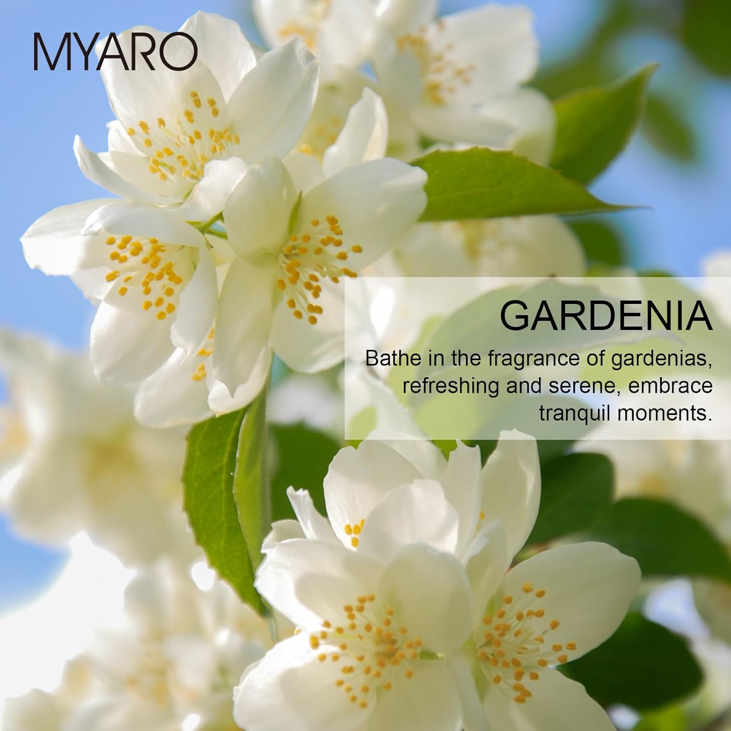 MYARO 12 Pack Gardenia Scented Sachets Air Freshener