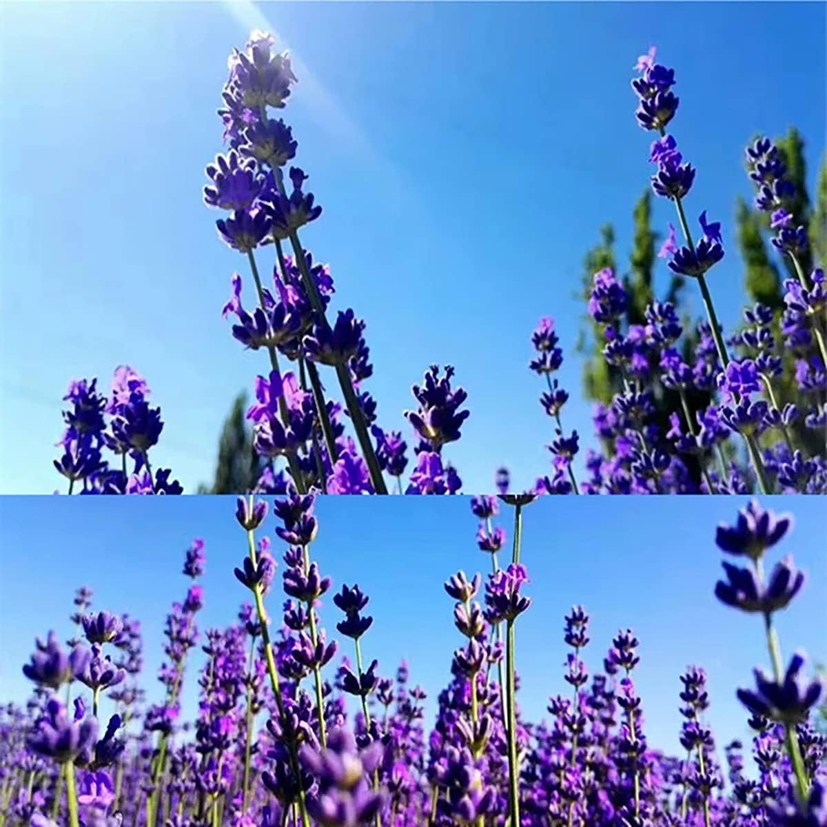 500g Natural Dried Lavender for Sachets Wedding Toss DIY Crafts