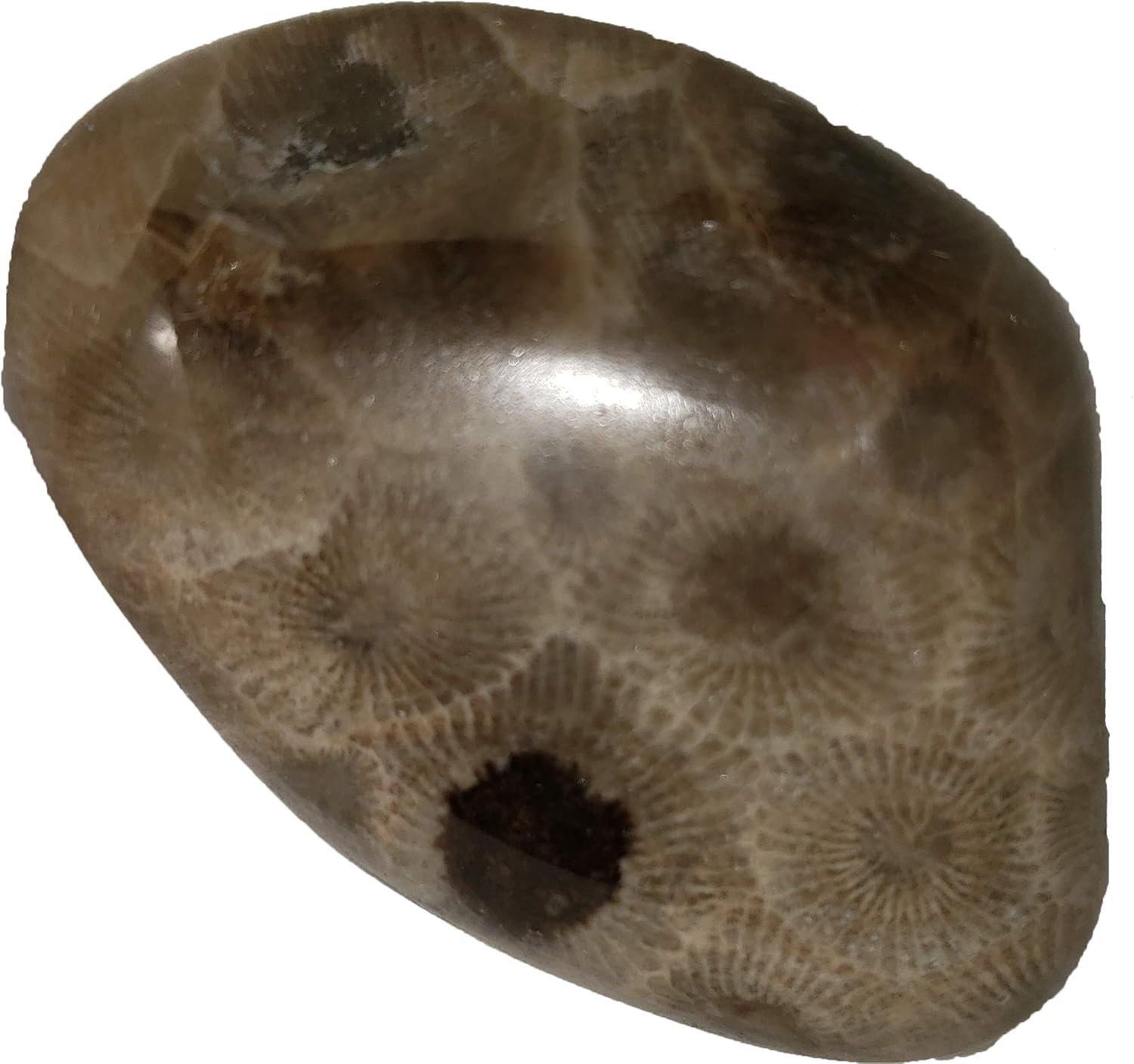 Authentic Petoskey Stone Collection from Michigan